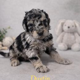 Dustin Henderson - Blue merle male Bernedoodle puppy in Bennett, Colorado from Darling Paws, LLC