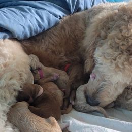 French Bulldog and Goldendoodle Puppies from Good Vibes Puppies