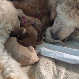 French Bulldog and Goldendoodle Puppies from Good Vibes Puppies