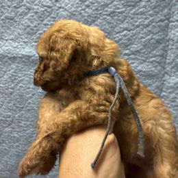 Blue male - Apricot male Cavapoo puppy in Wesson, Mississippi from Southern Country Doodles