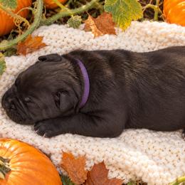 Purple Collar Girl - Black female Cane Corso puppy in Gorman, Texas from McOmber Country Kennels