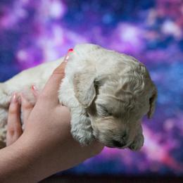 Cassiopeia - White female Poodle puppy in Pleasant Grove, Utah from Out of This World Poodles