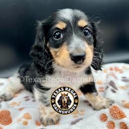 Monica 3000 - Piebald female Dachshund puppy in Houston, Texas from Texas Regal Dachshunds LLC