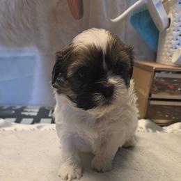 Louie - Black and white male Shihpoo puppy in Mesa, Arizona from House of Zen Shihtzus