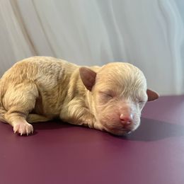 Toffee - Cream female Maltipoo puppy in Hephzibah ( Richmond County ), Georgia from Healing Pawz LLC