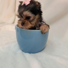 Yorkshire Terrier Puppies from Babydoll yorkies
