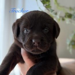 Tracker - Chocolate male Labrador Retriever puppy in Tomahawk, Wisconsin from Mahner Labs