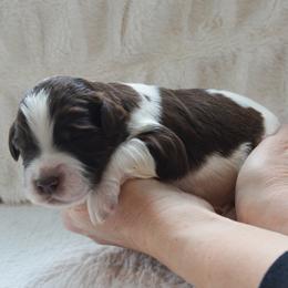 Chestnut - Parti female Goldendoodle puppy in Lancaster, Pennsylvania from Doodles in the Skye