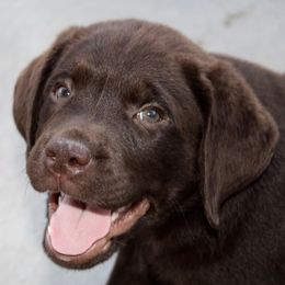 Labrador Retriever Puppies from Tuckwet Labradors