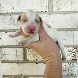 Milo Mini - Yellow and white male Bernedoodle puppy in Wamego, Kansas from Doodles of Oz