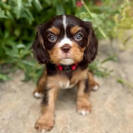 Cristiano - Chocolate male Cavalier King Charles Spaniel puppy in Draper, Utah from Peaks Pups & Cavachon Love Chocolate Cavaliers, Cavaliers, Cavachon’s, Cavapoos & Havanese