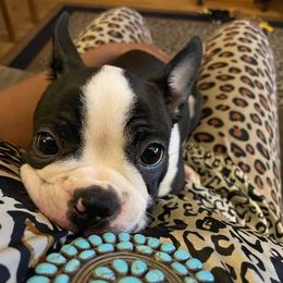 Boston Terrier All Grown Up from CARDINAL BLEU