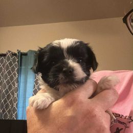 Yorkshire Terrier puppies from Carney Kennels