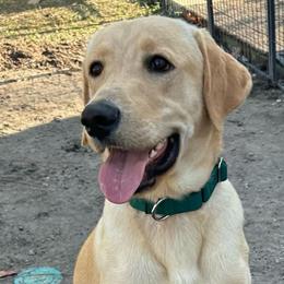 Duke - Yellow male Labrador Retriever puppy in Callahan, Florida from Black Bell Farm and Labrador Retrievers