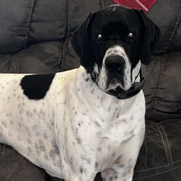 Patriot - Great Dane