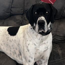 Patriot - Great Dane