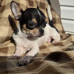 Chihuahua puppies from GeorgiasChihuahuas