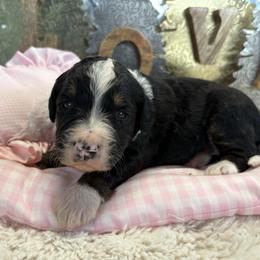 Angel - Tri-color female Bernedoodle puppy in Carlotta, California from Lost Coast Bernese Mountain Dogs