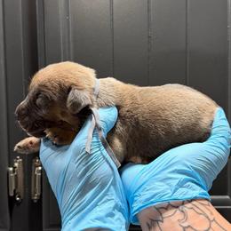 Male 1 - Gray and fawn male Cane Corso puppy in Cashion, Oklahoma from APEXOK Cane Corsos LLC