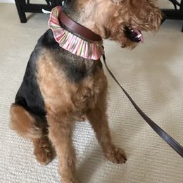 Airedale Terriers and French Bulldogs from Rock of Ages