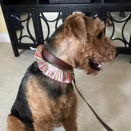 Airedale Terriers and French Bulldogs from Rock of Ages