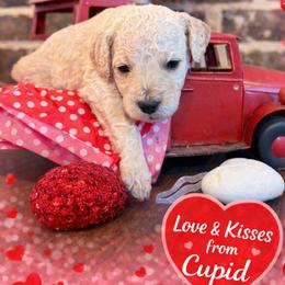 Cupid - Cream male Goldendoodle puppy in Social Circle, Georgia from Poppiedoodle Farms