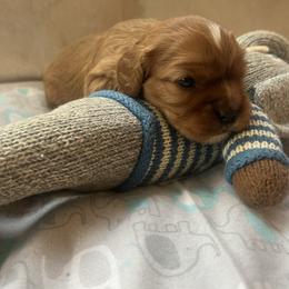 Lucas - Ruby male Cavalier King Charles Spaniel puppy in Pennsylvania from Julie's Cavalier King Charles Spaniels