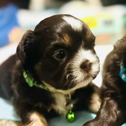 Prince - Chocolate male Shih Tzu puppy in Merrillville, Indiana from Gibbs Gorgeous Paws LLC