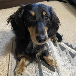 Holt - Dachshund