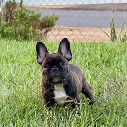 Female 1 with white mark - Brindle female French Bulldog puppy in Riverside, California from Nancy Smith Woodcrest Frenchies