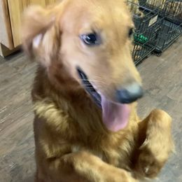 Nacho - Golden Retriever