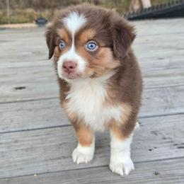 Cedar - Red tri male Miniature Australian Shepherd puppy in Paris, Texas from Blue Envy Mini Aussies