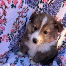 Scooby - Sable and white male Shetland Sheepdog puppy in Kerville, Texas from Cedar Hill Kennels