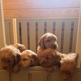 Golden Retriever puppies from Apple Country Retrievers