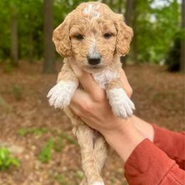 Taffy - Apricot female Goldendoodle puppy in Kenansville, North Carolina from J+A Family Doodles