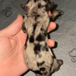 Loretta - Dapple female Dachshund puppy in Goldthwaite, Texas from Mini Mama Dachshunds