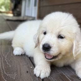 Girl 5 - female Golden Retriever puppy in Marshfield, Missouri from Charm Puppies