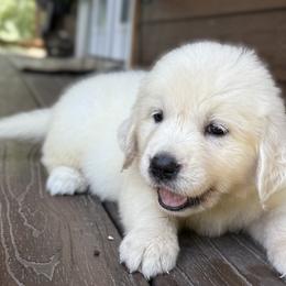Girl 5 - female Golden Retriever puppy in Marshfield, Missouri from Charm Puppies