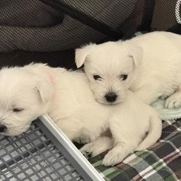 West Highland White Terrier Puppies from Highland Skye