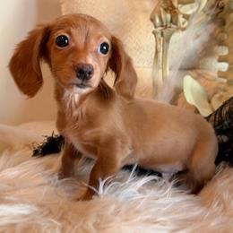 Cullen - Red male Dachshund puppy in Washburn, Tennessee from Clinch Mountain Dachshunds