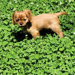 Assorted Doodle Crosses, Cavalier King Charles Spaniels, and Goldendoodles from Wookie Doodles