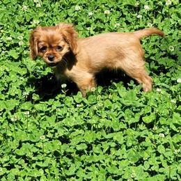 Assorted Doodle Crosses, Cavalier King Charles Spaniels, and Goldendoodles from Wookie Doodles