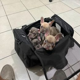 French Bulldog Puppies from S&I Frenchies