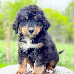 Boy 5 - Tri-color male Bernedoodle puppy in Montrose, Michigan from Livy’s Doodles