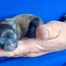 Willow - Sable female Mi-Ki puppy in Toronto, Ohio from Shekinah’s Mi-Kis & Cricket Hill’s Westies