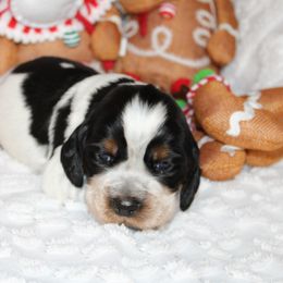Boy 3 - English Springer Spaniel puppy in Swainsboro, Georgia from Sweet Georgia Springers