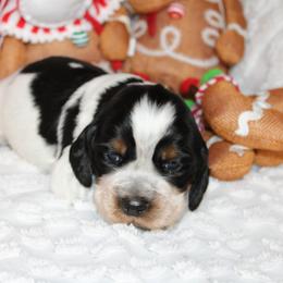Boy 3 - English Springer Spaniel puppy in Swainsboro, Georgia from Sweet Georgia Springers