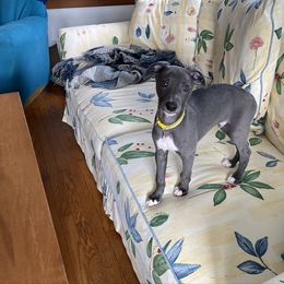 Whippet Puppies from Moodyblues Whippets
