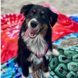Linda Ronstadt((Ronni) - female Australian Shepherd puppy in Mid West, Illinois from Water's Edge Aussies