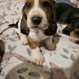 Basset Hound Puppies from Marvel-ous baby basset hounds